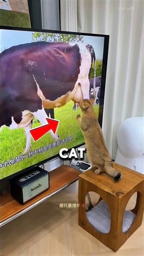 This Cat Tried Drinking Milk From TV😍. #shorts