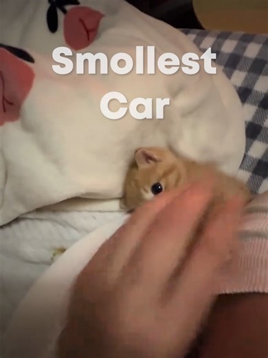 Adorable Tiny Cat Moments