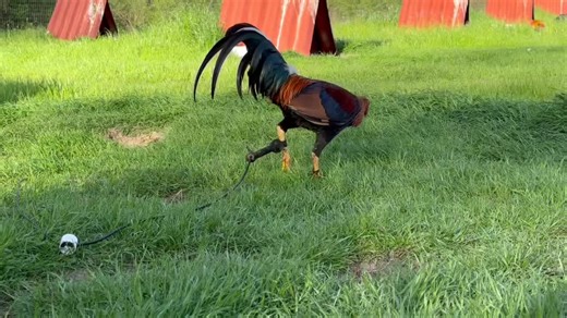 Sharp Guy Showcase at Iron Creek Game Farm