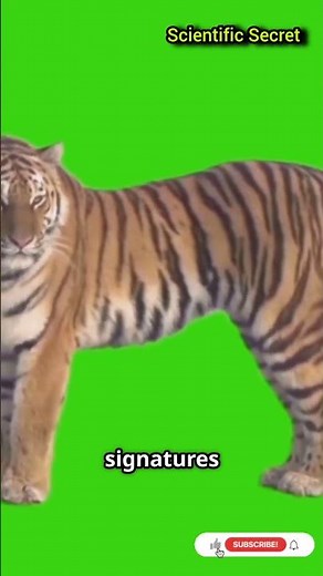 How Tigers Hunt in the Dark | Tiger Night Vision & Heat Detection Explained #viralshorts #shortvideo