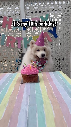 45K views · 3K reactions | It’s Demi’s 10th birthday and she got to spend the day with her litter sister Pina! Pina thinks Karen’s cakes are delicious and has slightly better manners than Poppy and Teddy  | Poppet and the Wolf Pack | Facebook