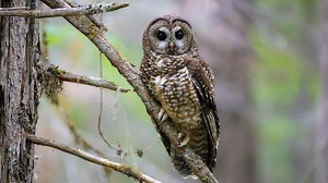 The government wants to kill nearly 500,000 owls. Here’s why