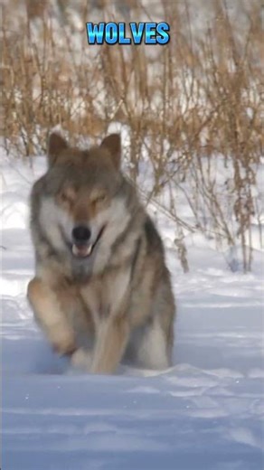 Is Reintroducing Wolves to Yellowstone The BEST Decision Ever Made? 🐺