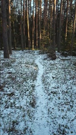 Peaceful Winter Forest Walk | POV Nature
