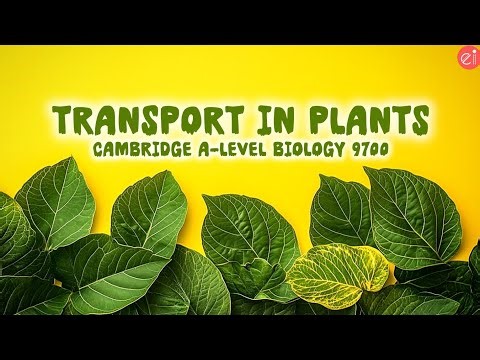 Transport In Plants | Factors Affecting Rate Of Transpiration | Cambridge A-Level Biology 9700