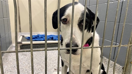 Pound Buddies director: Over capacity may be 'the new norm' for shelters