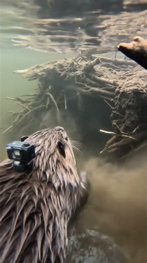 Inside a Real Beaver Lodge (Rare POV Footage)