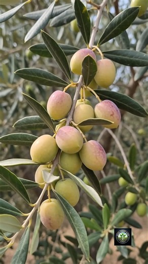 From Olive Seed to Fresh Harvest 🫒Complete Olive Tree Growing Process #agriculture #vairalvideo