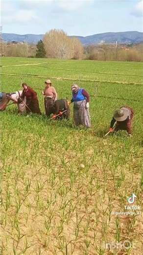 Kastamonu Taşköprü garlic 8