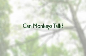 Can monkeys talk?