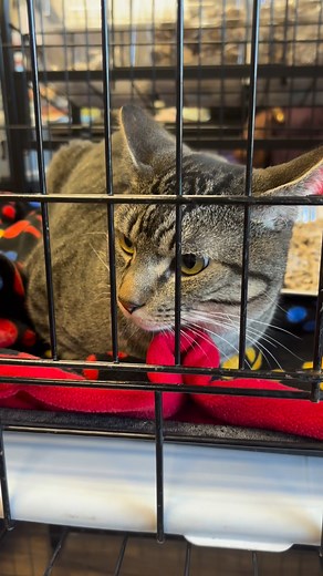 🎄 MISE À JOUR CLINIQUE D’ADOPTION – ON VEUT FINIR EN BEAUTÉ 🎄 Plus de 20 chats et chatons ont déjà été adoptés aujourd’hui – c’est en train de devenir notre plus grosse journée d’adoption à vie ! 😭💛 On est infiniment reconnaissants pour tout l’amour que vous avez offert à nos chats et à notre équipe✨ Aidons-les à trouver un foyer pour les Fêtes. 🏡🎁 Si vous hésitiez à passer… c’est le moment. Venez les rencontrer, tombez en amour et repartez avec un petit lutin poilu. 😼🐾 ——— 🎄 ADOPTION C