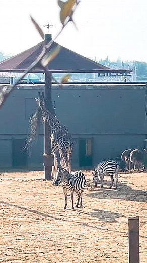 Discover Animals at the Zoo: Giraffes, Lions, and More