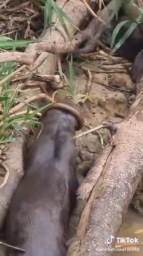Giant River Otter Foraging: A Powerful Predator