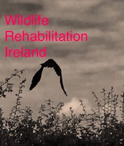 Thanks to wildlife rehabilitation Ireland, Charlie the crow is back home with his family down in the bottom field. Here's a video of us releasing him after 8 weeks careful rehabilitation of his broken wing. Everyone else said it couldn't be done! Our job as humans is to be caretakers of all the other creatures we share this world with. Every single living thing is just as important as the next. From the invisible world of micro organisms in the soil up to the largest whale or tree. https://www.w