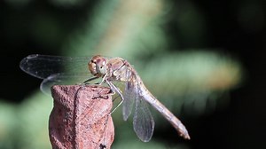 Dragonfly, Flight, Flying. Free Stock Video