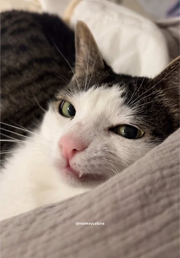 Luna the Cat: Adorable Crunchy Cat Memes