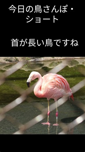 今日の鳥さんぽ・ショート 260725 バナナワニ園より ＃今日の鳥さんぽ,＃今日の鳥さんぽ・ショート,＃熱川温泉,＃バナナワニ園,#フラミンゴ,＃クロトキ,＃バードウォッチング