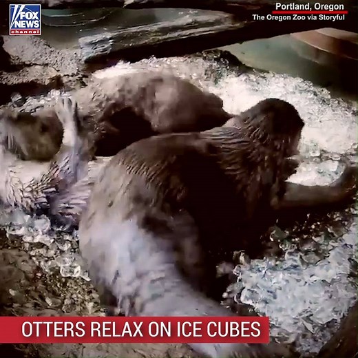 570K views · 3.3K reactions | CHILL OUT: Otters at the Oregon Zoo were given a bed of ice to help beat the summer heat. | Fox News | Facebook