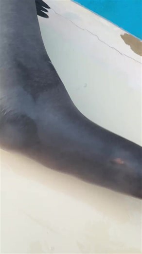 Understanding Sealions Behavior and Smooth Poop