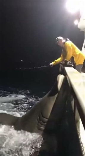 Hammerhead Breach STEALS Giant Snapper at the Rail!