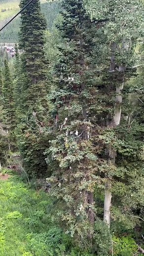 14 reactions | The right bra can make any outfit (or tree) pop!Word has it, you’ll see trees decorated with colorful undergarments at nearly every ski resort in the U.S. This one happens to be located off the @solitudemountain chairlift. We didn’t know it was there, but it definitely caught our attention! | Utah Fun Guide | Facebook