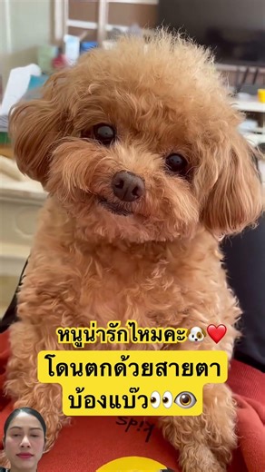 I was captivated by those eyes! #dog #youtubeshorts #shortvideo #animals #cute #pets #greenscreen...