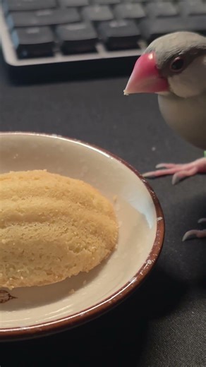Naughty java finch