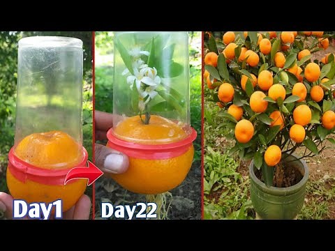 Orange trees growing with orange | new ideas for growing trees easily |