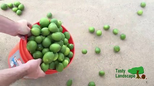 Bearss Lime Tree Care - TastyLandscape