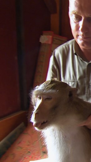 Aggressive monkey invades school freaking out the kids! 🙊 | Untamed