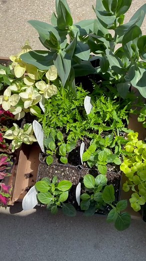 Planting tips : colorful Full Sun planter #planting #summer #plantingflowers #plantlife #plantlady #flowers #plantingtip #coleus #coolplants #outdoors