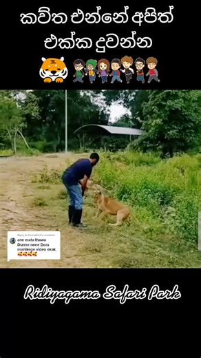Meet Dora the Explorer's Tiger at Ridiyagama Safari Park