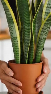 🌱 Bogenhanf richtig pflegen: einfache Tipps | Ideen und Tipps