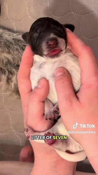 Adopt Butternut: German Wirehaired Pointer Puppy