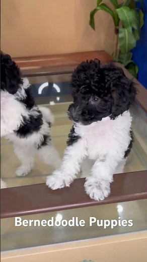 "Tiny paws, big heart! 🐾❤️ #MiniBernedoodleLove" #puppy