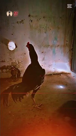 ❤️‍🩹murga king ❤️‍🩹