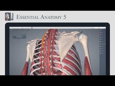 Essential Anatomy System Series: Muscles