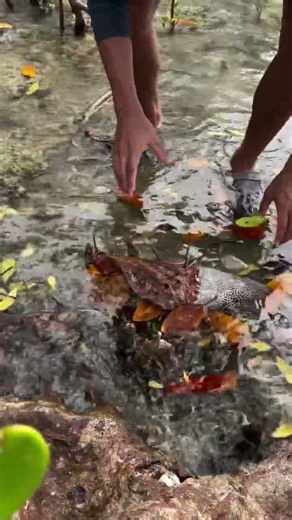 • Giant Pufferfish Caught in Mangroves