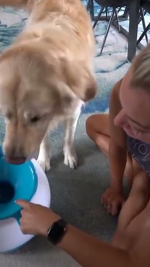Golden Retriever learns how to use the automatic ball launcher