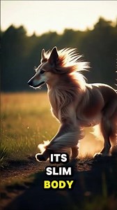 Afghan Hound - 13 #shorts