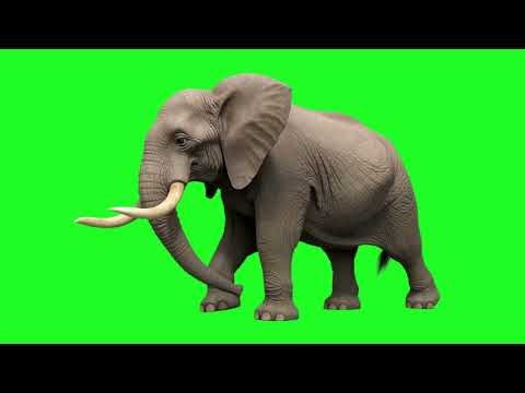 The Gentle Walk of an Elephant 🐘 | AI-Generated Green Screen Video
