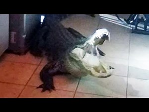 911 Call: ‘I Have a Gigantic Alligator in My Kitchen’