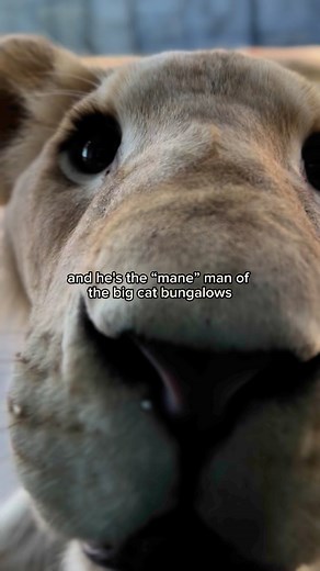 61K views · 927 reactions | Meet Apollo our rare white African Lion! Apollo is the king of the pride here at the Big Cat Bungalows located in Central New York. Come spend a night or two with him and meet him in person for yourself #nyc #ny #lion #lionking #bigcat | The Haven | Facebook