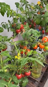 Aprende a cultivar tus alimentos 🍅🥬 en tu propia huerta hidropónica en casa #huertaorganica #hidroponialatinoamerica #hidroponia #huertourbano #huertoshidroponicos #hidroponia | VidaVerde