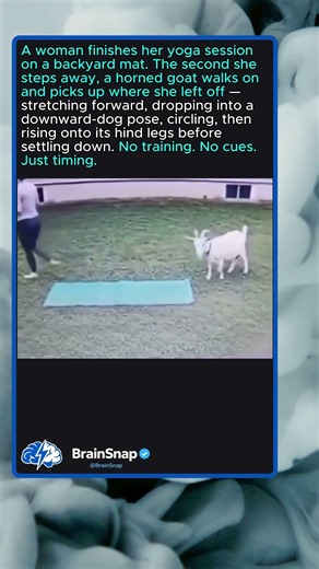 GOAT COPIES OWNER'S YOGA ROUTINE