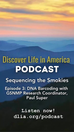 Sequencing the Smokies 🧬🧬Episode 3: DNA Barcoding with GSMNP Research Coordinator, Paul Super—listen now at dlia.org/podcast | Discover Life in America