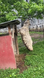 Before and after shearing shots of Tedi. With their long curly locks, the Angoras are always being mistaken for sheep, so directly after shearing is about the only time they are more easily recognizable as goats.💗 | Cedar Hill Fiber Farm