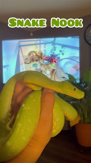 My Green Tree Python, Cyan keeping me company #greensnake #snake #animals