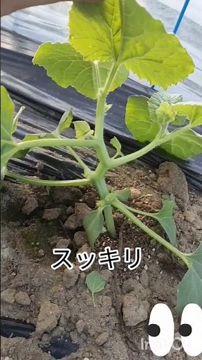 メロン品種選びと初期の土作り（地這い＋敷きワラが理想）で手間を減らし、自然の力で育てる栽培法です。完全に放置ではなく最小限の整枝（不要なツルをカット）**は必要ですが従来の栽培に比べるとメロン栽培