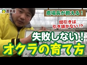 【農場長が教える】失敗しないオクラの育て方！間引きの注意点とは？【農業屋】
